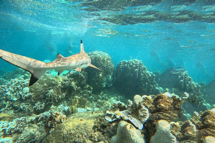 Snorkelling Trip 5 Island Tour Around Koh Tao and Koh Nang yuan