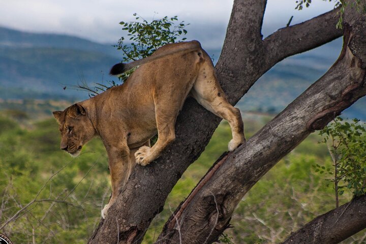 Hluhluwe-Imfolozi Park Half-day Big Five Safari Adventure