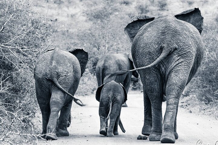 Hluhluwe-Imfolozi Park Half-day Big Five Safari Adventure