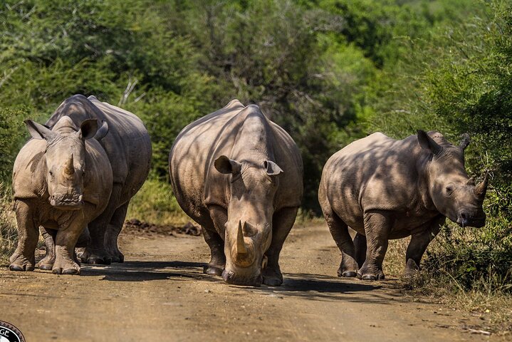 Hluhluwe-Imfolozi Park Half-day Big Five Safari Adventure