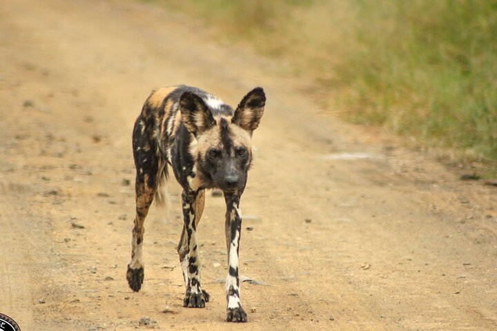 Hluhluwe-Imfolozi Park Half-day Big Five Safari Adventure