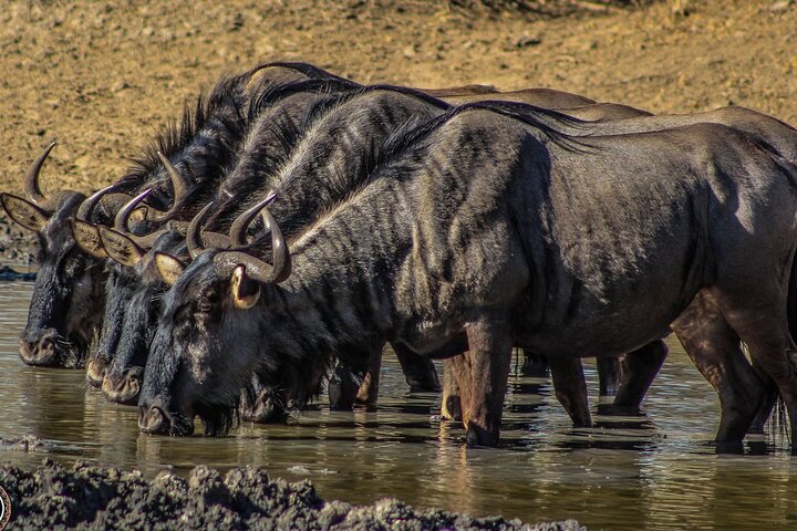 Hluhluwe-Imfolozi Park Half-day Big Five Safari Adventure