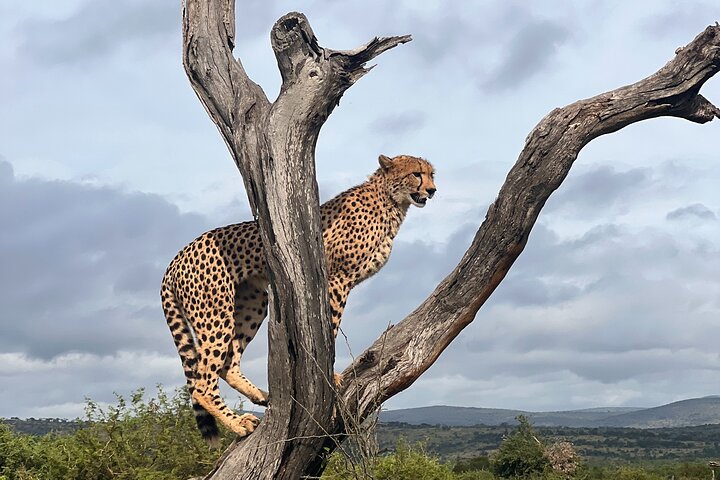 Hluhluwe-Imfolozi Park Half-day Big Five Safari Adventure