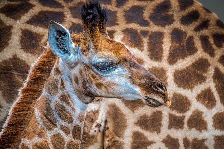 Hluhluwe-Imfolozi Park Half-day Big Five Safari Adventure