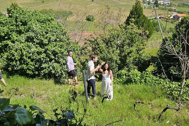 Guided Tasting: The Wines of the Douro Valley