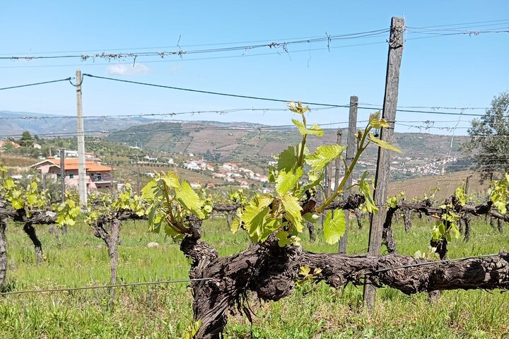 Guided Tasting: The Wines of the Douro Valley