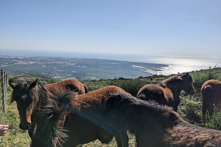 Private Sintra Tour Palaces and Coast by Vintage Car or Jeep