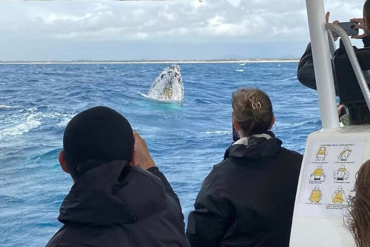 Adventure Whale Watching Tour Mooloolaba