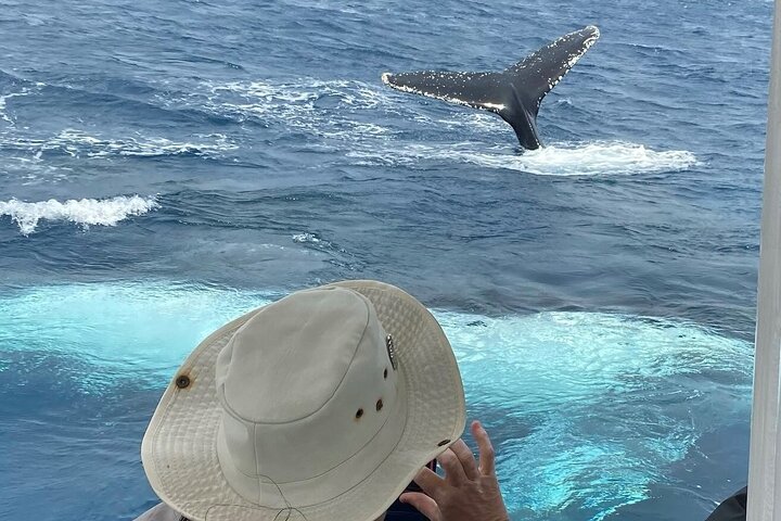 Adventure Whale Watching Tour Mooloolaba