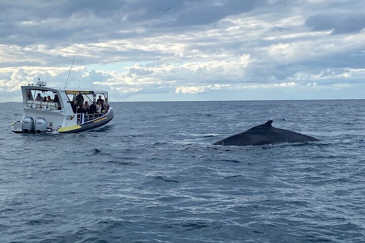 Adventure Whale Watching Tour Mooloolaba