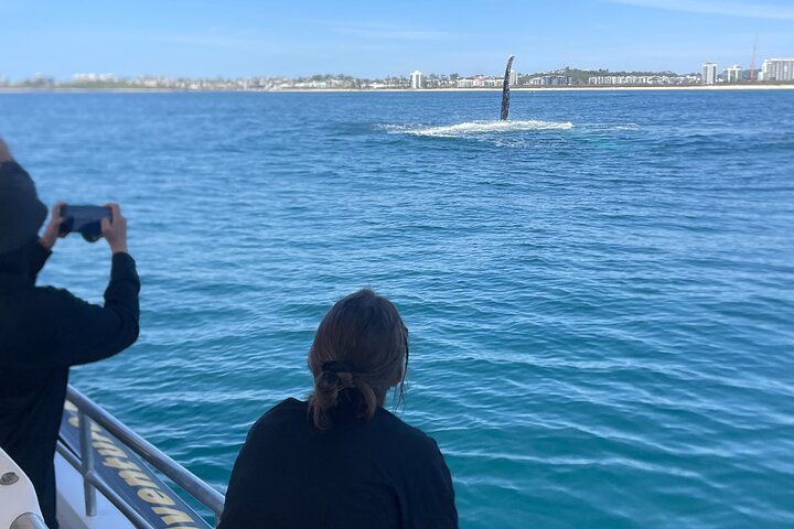Adventure Whale Watching Tour Mooloolaba
