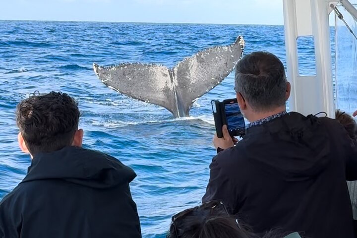 Adventure Whale Watching Tour Mooloolaba