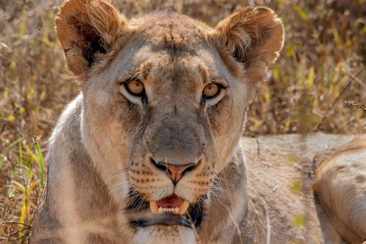 Six On Safari to Hluhluwe Imfolozi Game Reserve