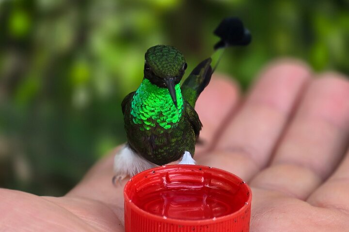 Full-Day Mindo Cloud Forest Tour Birdwatching Waterfalls and Hike