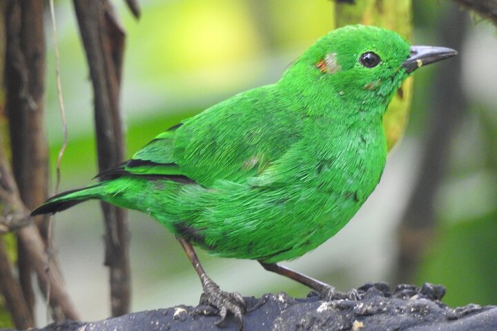 Full-Day Mindo Cloud Forest Tour Birdwatching Waterfalls and Hike