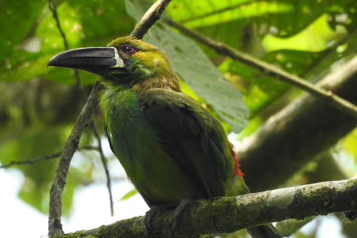 Full-Day Mindo Cloud Forest Tour Birdwatching Waterfalls and Hike