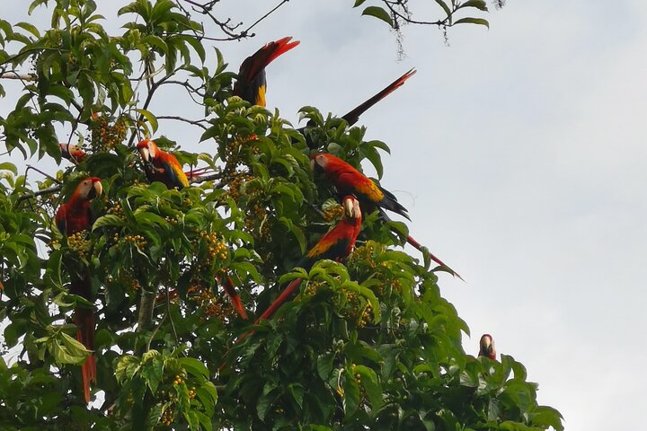 Corcovado National Park Sirena Day Tour From Puerto Jimenez