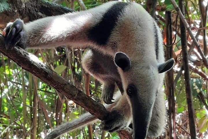 Corcovado National Park Sirena Day Tour From Puerto Jimenez