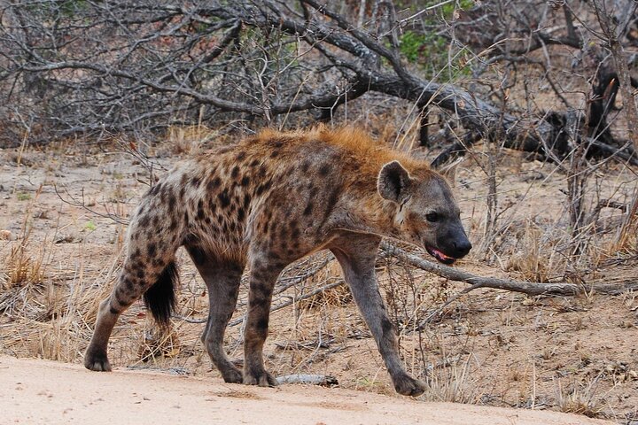 Gambia to Senegal Tour with Ferry Crossing and Safari Park