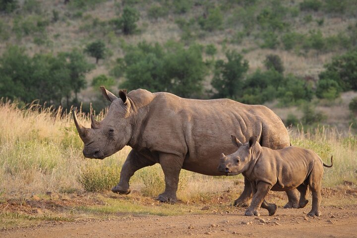 Gambia to Senegal Tour with Ferry Crossing and Safari Park