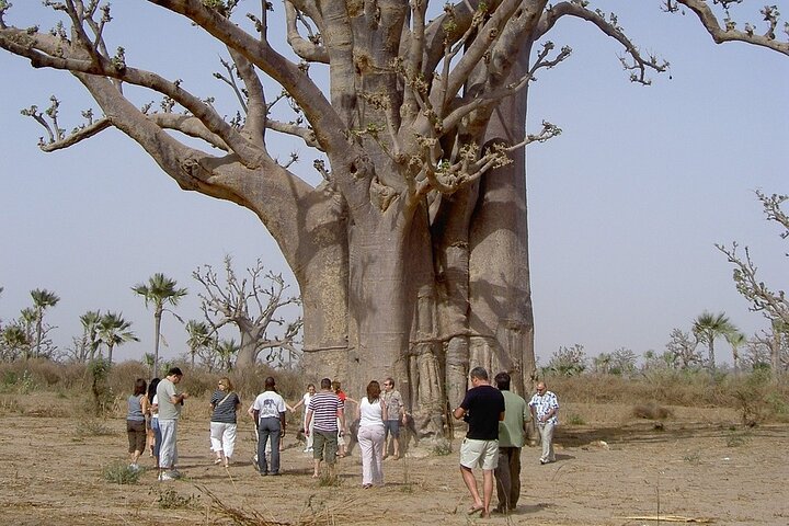 Gambia to Senegal Tour with Ferry Crossing and Safari Park