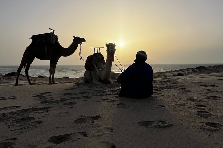 Dakhla Camel Ride Experience