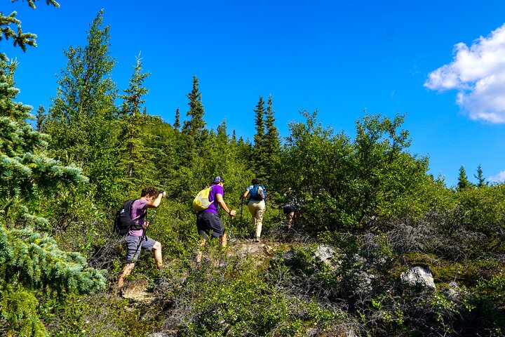Denali Alaska Range 5hr Mountain Hike w/Views & Naturalist Guide