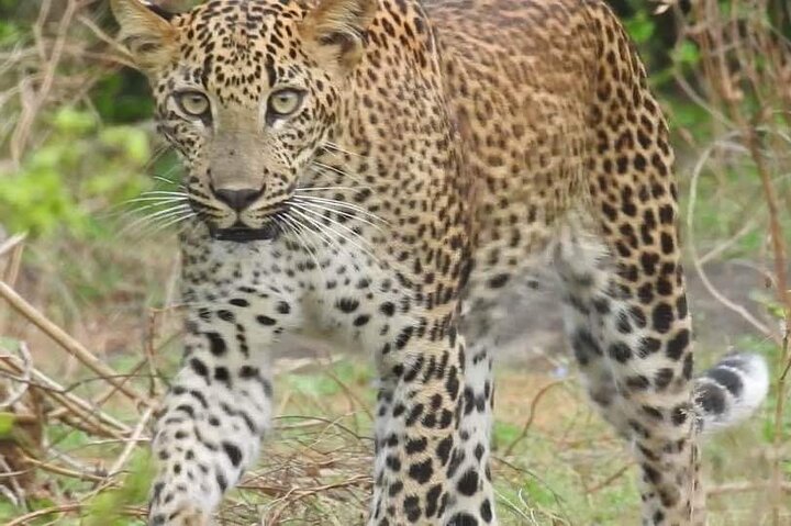 Yala National Park Special Leopard Safari Tours By Dinuka Safari