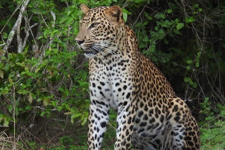 Yala National Park Special Leopard Safari Tours By Dinuka Safari