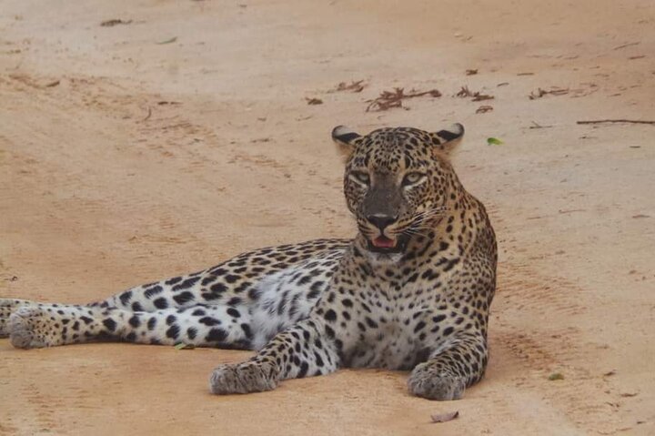 Yala National Park Safari Tour From Hambantota Port