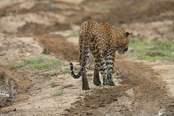 Yala National Park Safari Tour From Hambantota Port