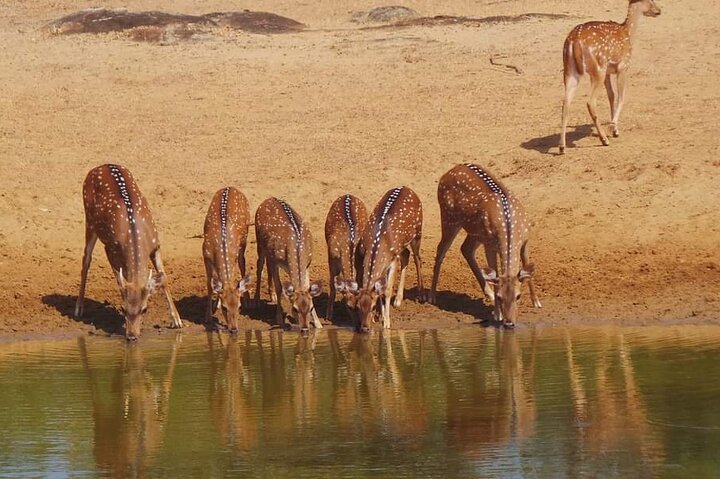 Yala National Park Safari Tour From Hambantota Port