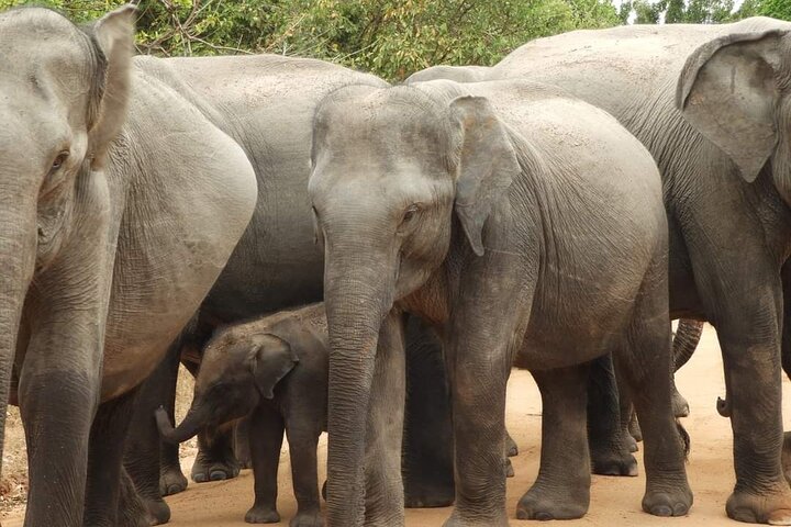 Yala National Park Safari Tour From Hambantota Port