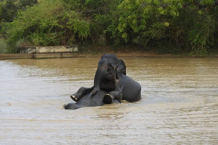 Yala National Park Safari Tour From Hambantota Port