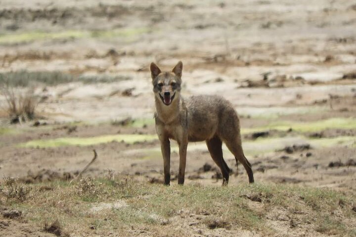 Yala National Park Safari Tour From Hambantota Port