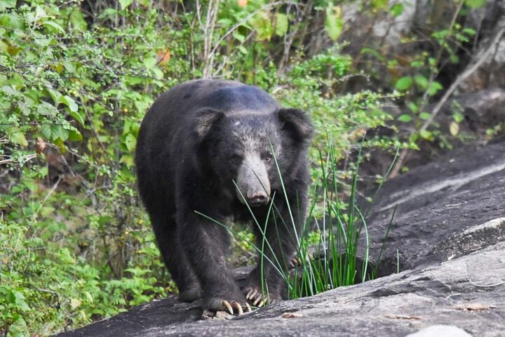 Yala National Park Safari Tour From Hambantota Port