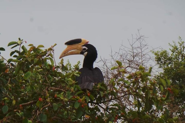 Yala National Park Safari Tour From Hambantota Port