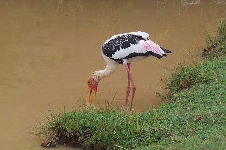 Yala National Park Safari Tour From Hambantota Port