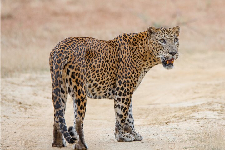 Yala National Park Safari Tour From Hambantota Port