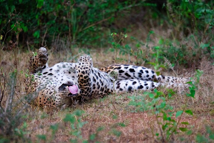 Yala National Park Safari Tour From Hambantota Port