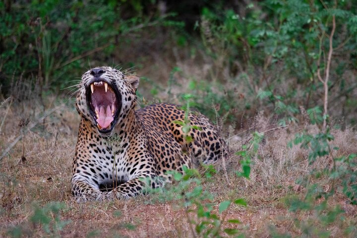 Yala National Park Safari Tour From Hambantota Port