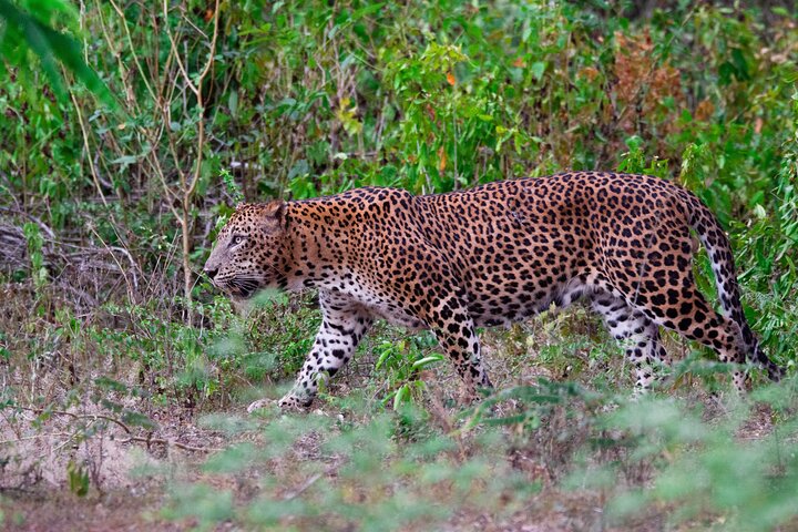 Yala National Park Safari Tour From Hambantota Port