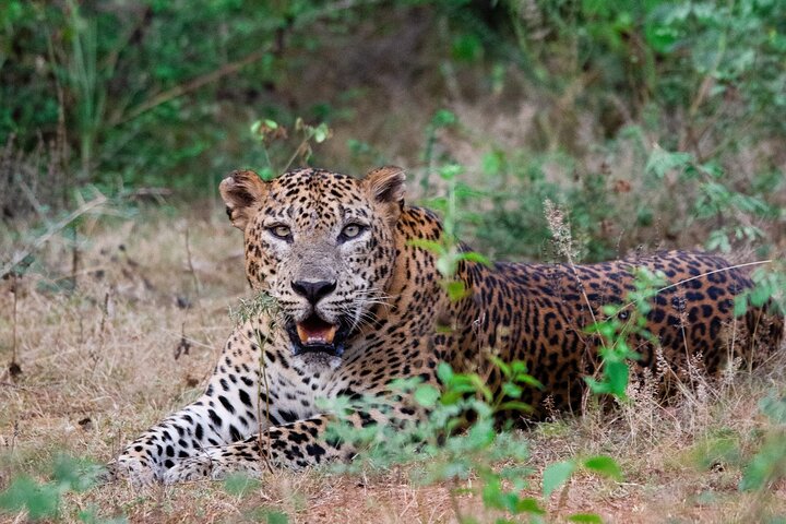 Yala National Park Safari Tour From Hambantota Port