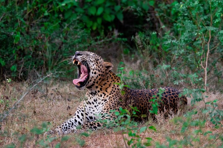 Yala National Park Safari Tour From Hambantota Port