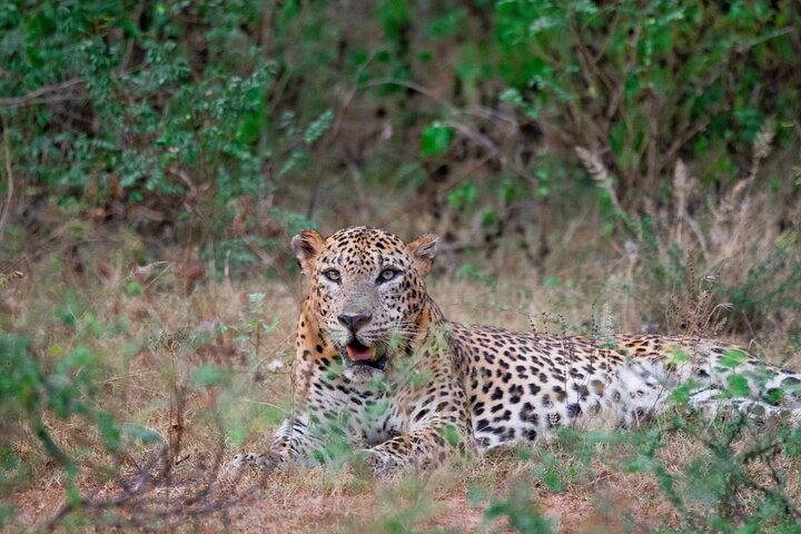 Yala National Park Safari Tour From Hambantota Port