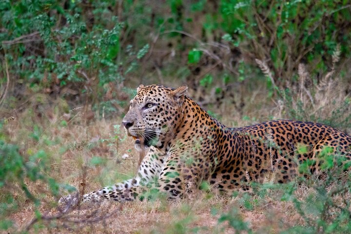 Yala National Park Safari Tour From Hambantota Port