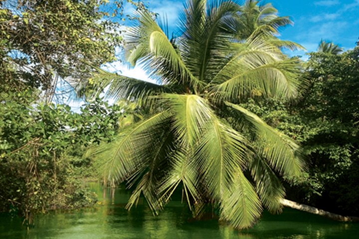 Visite guidée en français en bateau : Mangrove, ilets, snorkeling