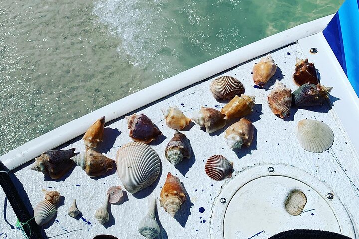 Dolphin and Shelling Cruise Tour at Fort Myers Beach