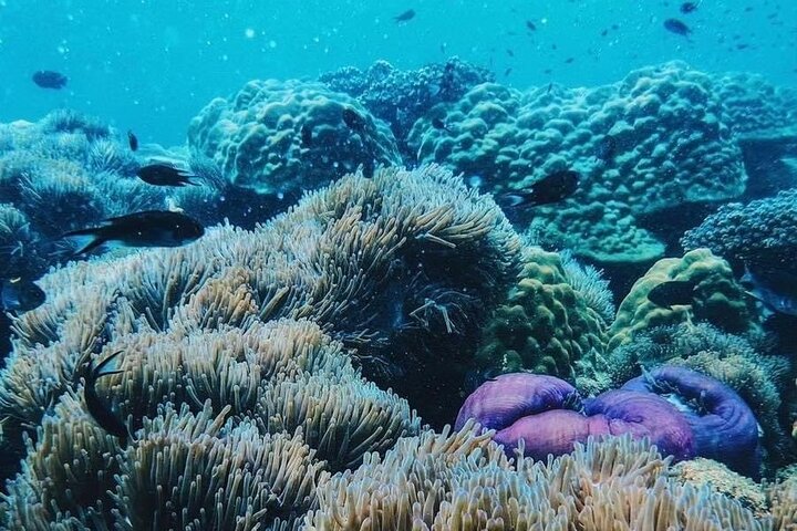 Phi Phi, Maya and Bamboo Islands Day Tour by Speedboat in Krabi