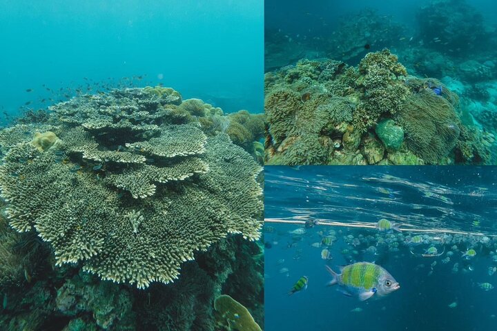 Phi Phi, Maya and Bamboo Islands Day Tour by Speedboat in Krabi